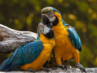 PRENEZ SOIN DE VOS OISEAUX AVEC L'ARRIVÉE DU PRINTEMPS