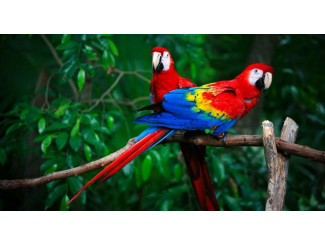 Wich is the best aviary for my Parrot?