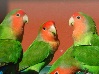 Les Inséparables : Découvrez les cinq principaux conseils pour prendre soin de votre oiseau.