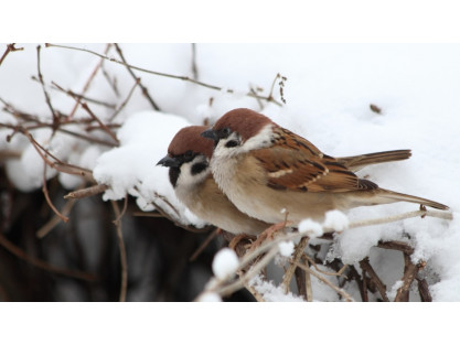 LES OISEAUX ET LE FROID, QUE FAIRE POUR LES AIDER ?