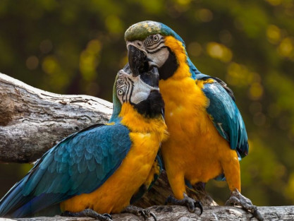 PRENEZ SOIN DE VOS OISEAUX AVEC L'ARRIVÉE DU PRINTEMPS