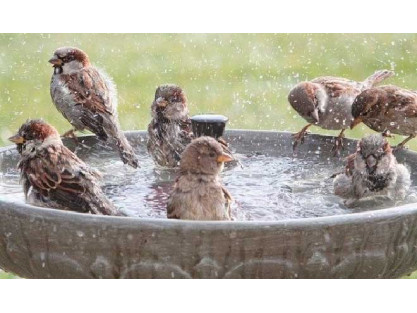 Les oiseaux et la chaleur