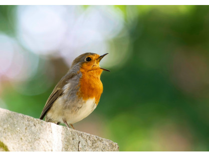 BIRDS AND AUTUMN