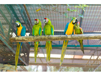 LES 3 CLÉS DE L’ÉLEVAGE ET DE L’ALIMENTATION DES OISEAUX DOMESTIQUES