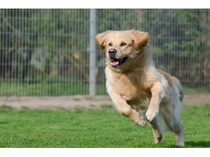 DOGS AND THEIR NECESSITY OF OPEN AIR