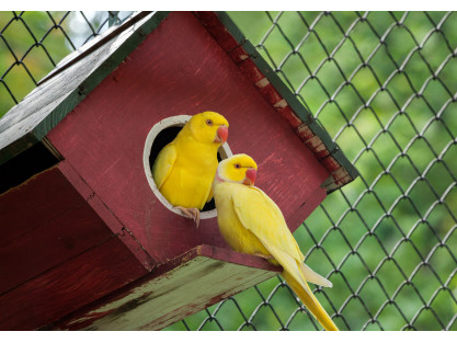 CANARIES BREEDING