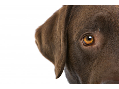Saviez-vous que la vision des chien n’est pas en noir et blanc comme on le pense communément ?